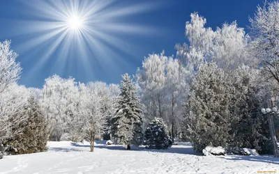 Обои Природа Зима, обои для рабочего стола, фотографии природа, зима, солнце,  иней, снег, лес, деревья Обои для рабочего стола, скачать обои картинки  заставки на рабочий стол.