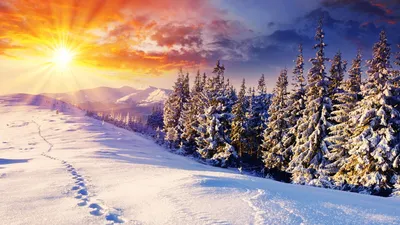 Снег, лес, зима, солнце, ели, следы 1920x1080 | Пейзажи, Зима, Лес