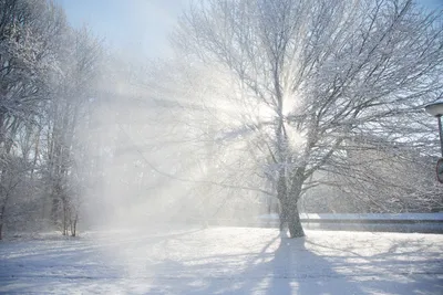 картинки : дерево, филиал, зима, солнце, туман, Солнечный лучик, утро,  мороз, Лед, Погода, время года, Деревьями, метель, Блестящий,  Замораживание, Атмосферное явление, Древесное растение, зимняя буря, Дождь  со снегом смешанный 3000x2000 - -
