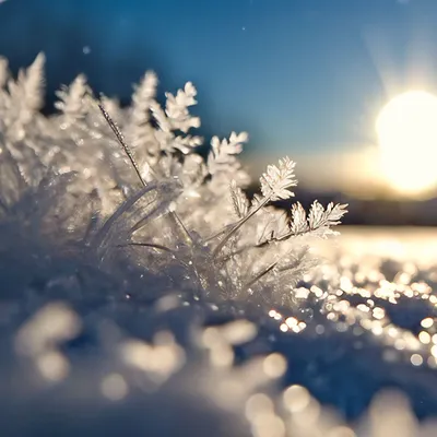 Зима, мороз, солнце и метель , …» — создано в Шедевруме