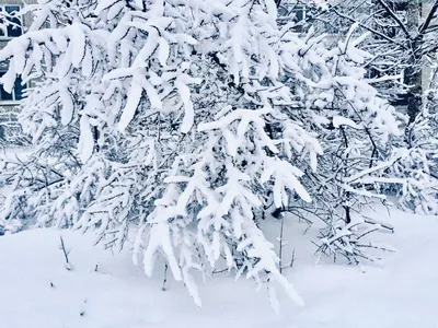 Скачать обои зима, лес, небо, снег, закат, Финляндия, Лапландия, январь,  раздел пейзажи в разрешении 2800x1867