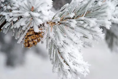 Красивый пейза ж зима идёт снег» — создано в Шедевруме