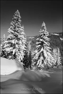 Черно белая зима - красивые фото