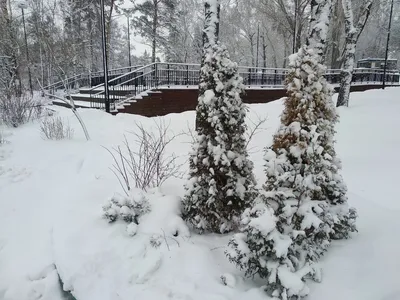 Черно белый зимний лес - 71 фото