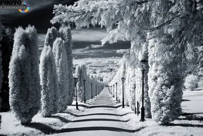 Черно-белая зима | Пикабу