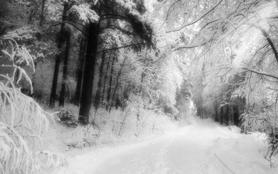 зима в россии. петербург черно-белые фото заснеженная насыпь ночь туман ряд  деревьев одинокий человек. зима Стоковое Фото - изображение насчитывающей  визирования, черный: 227694622