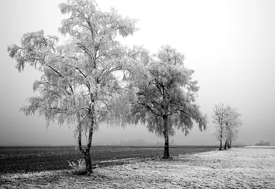 Черно-белые снежные горы зимы Стоковое Изображение - изображение  насчитывающей облако, ландшафт: 123405135