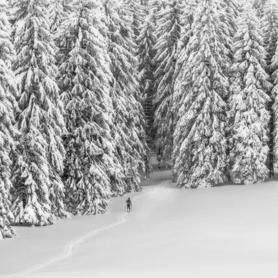 Чёрно-белые краски зимы — Сообщество «Фотоальбом Драйва: Мобилография» на  DRIVE2