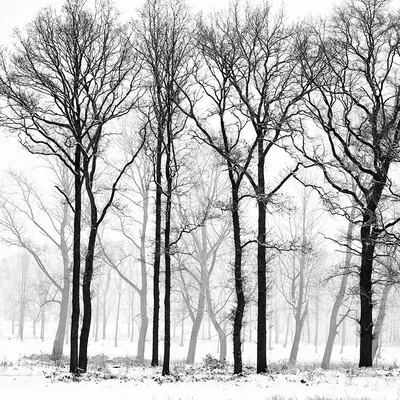 Черно-белые деревья в зиме Field снег Coveredin после S Стоковое Фото -  изображение насчитывающей льдед, поле: 105828988