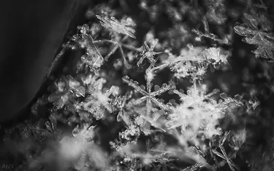 Березы зимы Snowy черно-белые Стоковое Фото - изображение насчитывающей  экологичность, панорама: 136011894