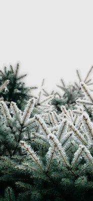 миниатюрные елки из снега Фон Обои Изображение для бесплатной загрузки -  Pngtree