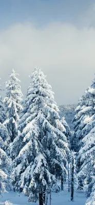 Зима, ветки, ель, снег Обои 1170x2532 iPhone 13, 13 Pro, 12, 12 Pro