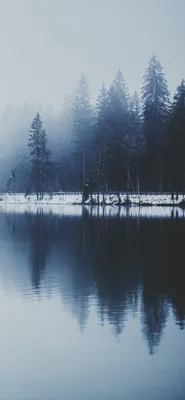 Обои зима, атмосфера, облако, растение, снег для iPhone XS Max бесплатно,  заставка 1242x2688 - скачать картинки и фото