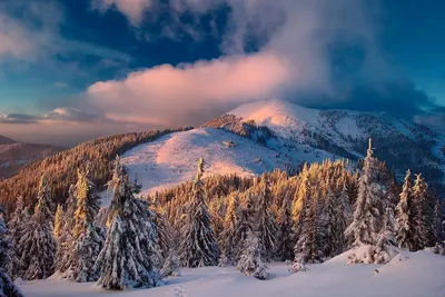 Панорама зимнего леса (43 фото) - 43 фото