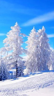 Картинки зима на заставку телефона (100 фото) | Зимняя фотография, Зимние  сцены, Зимние картинки
