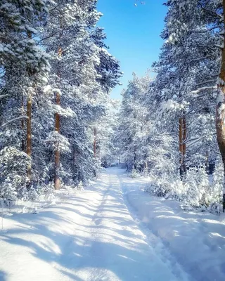 Зима картинки на телефон фотографии