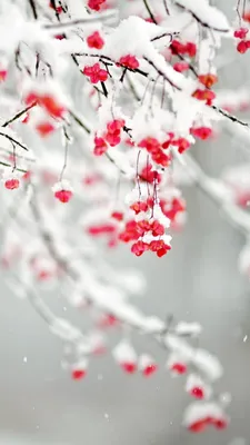 обои : природа, снег, Сотовый телефон, Деревьями, Вертикальный, Зима  1242x2688 - Sparkzale - 2199615 - красивые картинки - WallHere