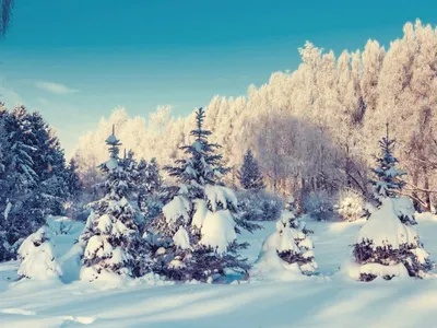 Фотообои Природа зима на стену. Купить фотообои Природа зима в  интернет-магазине WallArt