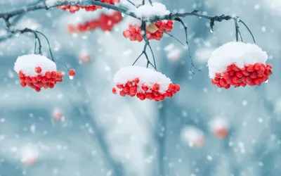 В Метеоинституте рассказали, какая будет зима в этом году в Украине –  включение