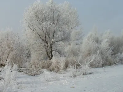 Зима красавица (для Ирина Фаузель) ~ Открытка (плейкаст)