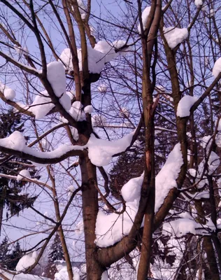 Зима-красавица - фото автора Колос на сайте Сергиев.ru