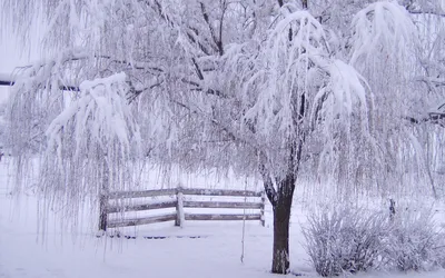 Зимушка- зима, красавица!.😍🥰 - Удивительная природа | Facebook
