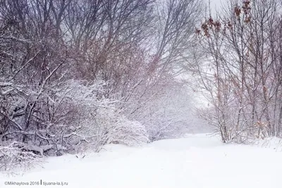 Зима. Метель. Снег. Холодно. Ветрено. Погода, созданная для горячего чая,  тёплого пледа и красивых сказок... . @studia_skazka.blg… | Instagram