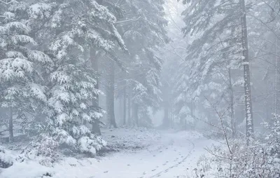 Зима метель (34 фото) - 34 фото