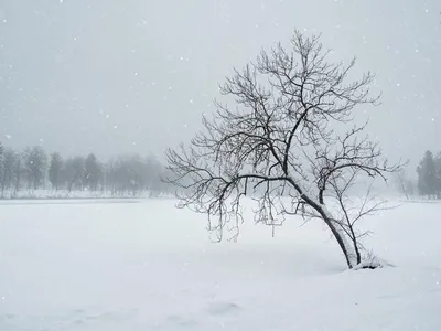 Мороз, снег и метель ожидают ставропольцев в начале недели :: 1777.Ru