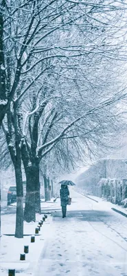 Метель в зимнем парке. дерево под снежным покровом. кривое дерево зимой.  минималистичный зимний пейзаж. скопируйте пространство. | Премиум Фото