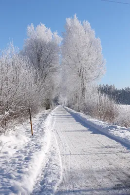картинки : дерево, снег, зима, мороз, Погода, время года, метель, Зимняя  мечта, Трасса, Зимний лес, Замораживание, Изображение символа, зимняя буря  3456x5184 - - 560126 - красивые картинки - PxHere