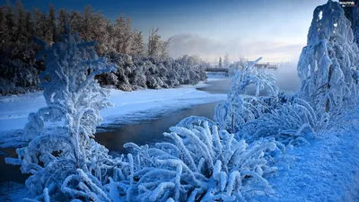 Фотографія Зима, мороз, туман... / Farernik / photographers.ua