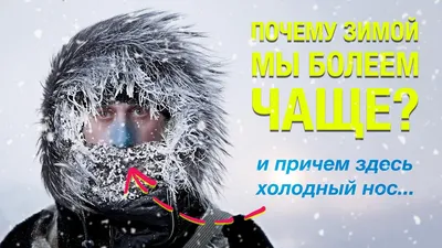 Фото: Зима на носу.. Наташа С. Фото животных. Фотосайт Расфокус.ру