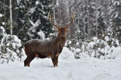 пятнистый олень зимой. Фотограф Виталий Полуэктов