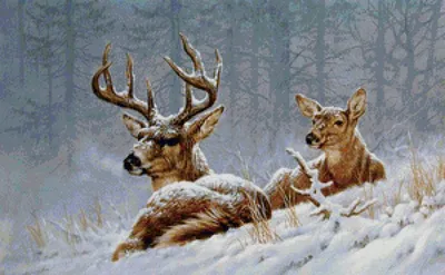 Олень | зима | deer | winter | 鹿 |冬 | rusa | musim dingin в 2023 г | Зима,  Олень, Рождество