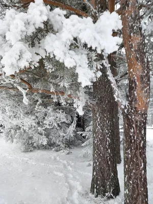 Зимняя сказка», автор Рибий Артём