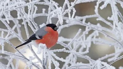 Снегири зимой делают ягодные «консервы» на весну — эксперт КФУ | Медиа  портал - Казанский (Приволжский) Федеральный Университет