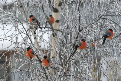 Красногрудый символ зимы: где и как в Москве можно увидеть снегирей