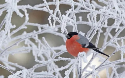 Зима и снегири. Птицы в живописи | Вход бесплатный | Дзен