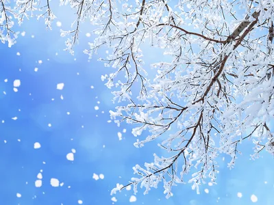 Картинка Зима Снежинки ветка Шаблон поздравительной открытки