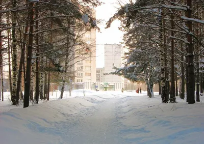 Купить картину Зимнее утро в бору в Москве от художника Косминский Александр
