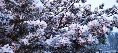 Зима вернулась: Дороги Волгоградской области очистили от снега 374 единицы  спецтехники