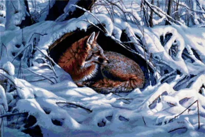 Дикие животные зимой (68 фото) - 68 фото