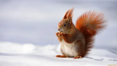 Забавные животные зимой (60 фото) - 60 фото