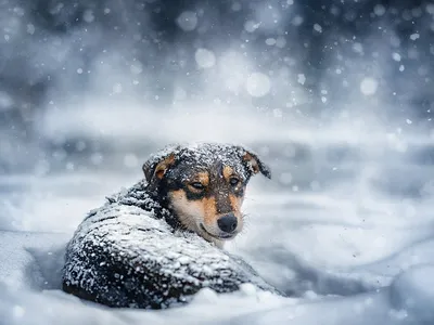 картинки : снег, зима, животное, Дикая природа, Олень, Млекопитающее,  Фауна, Лань, Позвоночный, Белохвостый олень 1365x2048 - - 123828 - красивые  картинки - PxHere