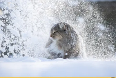 Фото Олени Рога Зима снегу дерева Животные