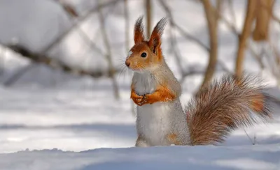 Животные зимой в лесу (77 фото) - 77 фото
