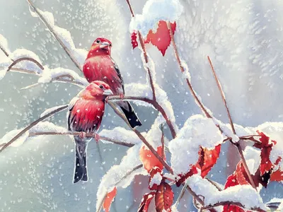 Милая Красная Белка Сидящая Снегу Покрытом Снежинками Зима Англии Животные  стоковое фото ©Giedriius 211437864