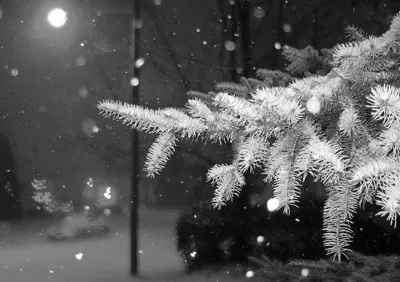 Почему на улице становится тихо, когда идёт снег | Сергей Макаров | Дзен