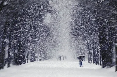 Красивые зимние белые и синие снежинки падают вниз и вверх на черном фоне,  бесшовная петля Анимация Иллюстрация штока - иллюстрации насчитывающей  декабрь, блестит: 151479031